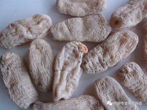 冬季養生 天麻用起來