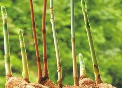 藥食同源的天麻居然還能這樣食用,這些群體尤其需要注意......