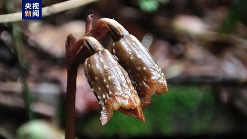 大明山天麻,再次被發(fā)現(xiàn)