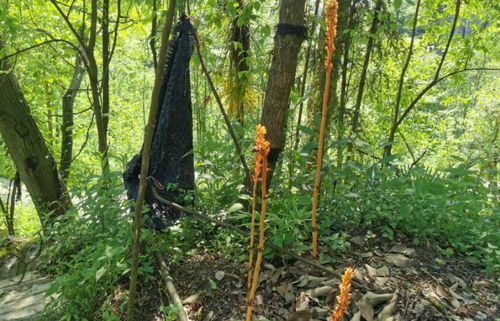 貴州天麻哪里產(chǎn)的最好,貴州的天麻主要產(chǎn)在哪里