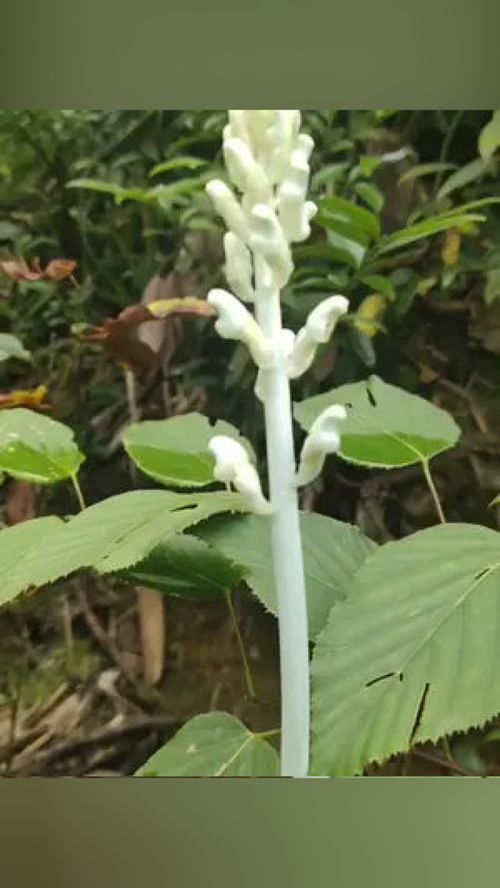 灰天麻 青天麻的變異品種 莖桿灰白色 一花一草一世界 捕捉身邊的花草 大山里的原生態(tài)