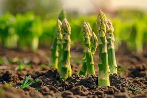 農(nóng)產(chǎn)品成熟營(yíng)養(yǎng)蔬菜蘆筍圖片攝影圖 廣告素材 下載至來(lái)源處