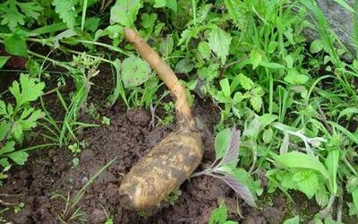 這種野生植物,對&ldquo;頭痛癥&rdquo;有療效,且價(jià)值極為珍貴,見到請珍惜