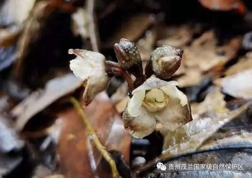 首次 貴州國家級自然保護(hù)區(qū)發(fā)現(xiàn)蘭科天麻屬植物叉脊天麻