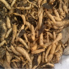 鮮天麻批發(fā)價格 鮮天麻批發(fā)批發(fā) 鮮天麻批發(fā)廠家 