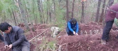 天麻屬于植物 它靠什么生長(zhǎng)繁育 如何高產(chǎn)種植