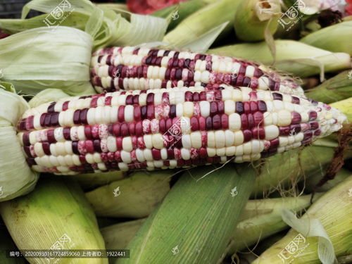 花玉米特寫(xiě)圖片素材下載 食品餐飲素材下的五谷雜糧圖片素材